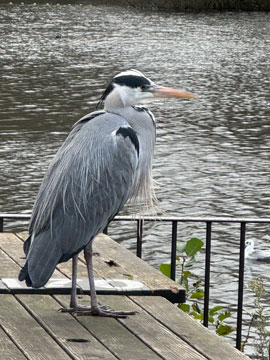 heron