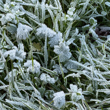 frost