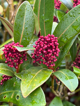 skimmia japonica