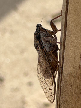 cicada