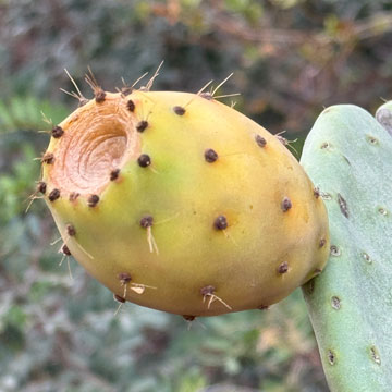 prickly pear