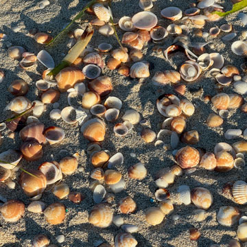 shells