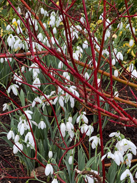 snowdrops