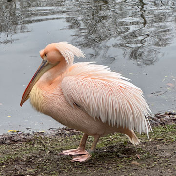 pelican