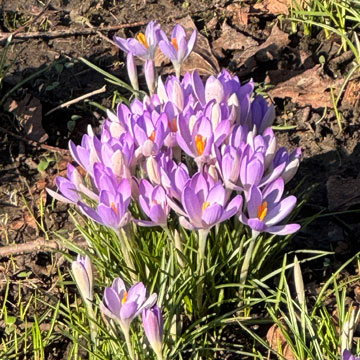 crocus