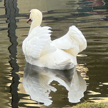swan