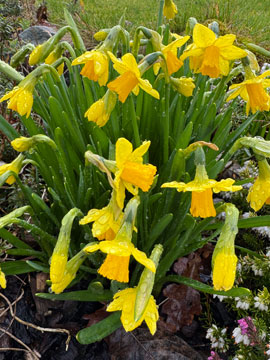 daffs