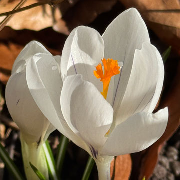 crocus