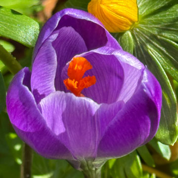 crocus