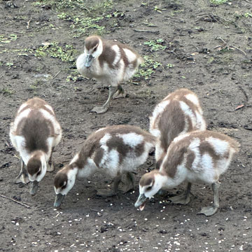 goslings