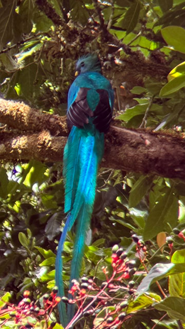 quetzAL