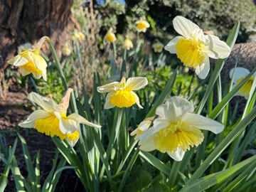 daffs