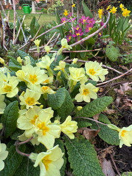 primula