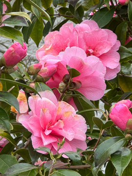 camelia