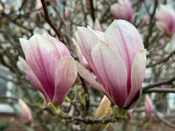 Magnolia