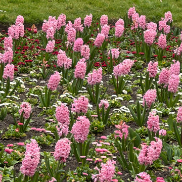 hyacinths