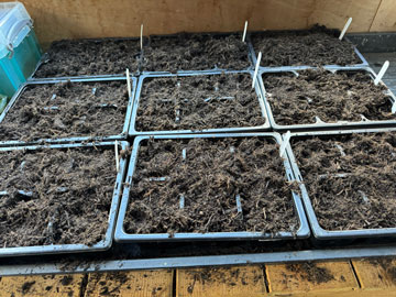 seed trays