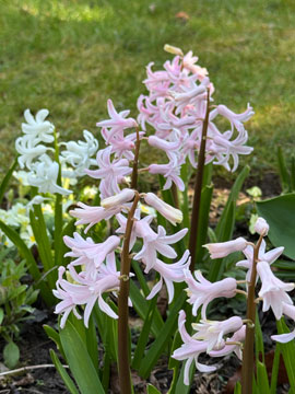 hyacinths