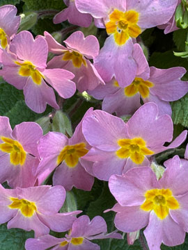 primula