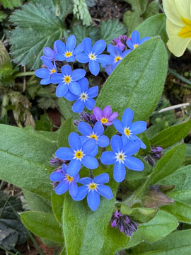 forget-me-not