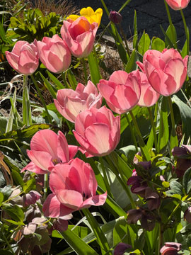tulips