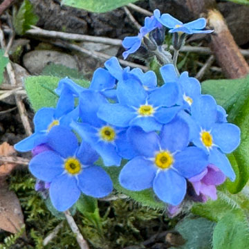forget me nots