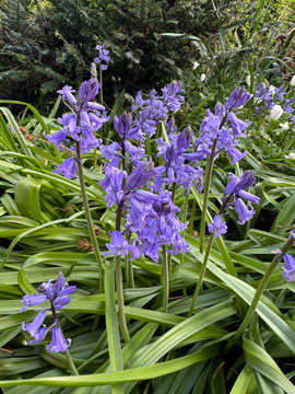 bluebells