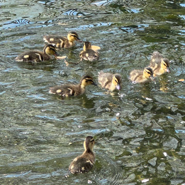 ducklings