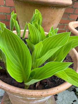hosta