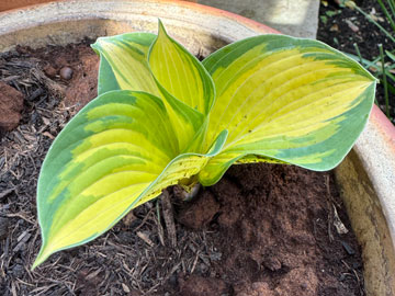 hosta