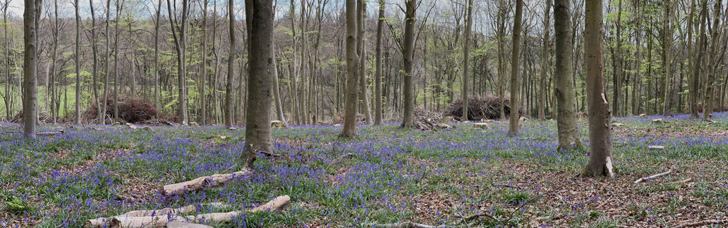 bluebell wood