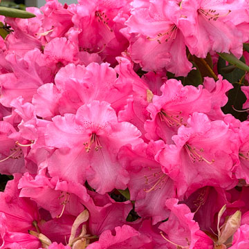 azalea