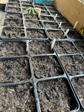 seed trays