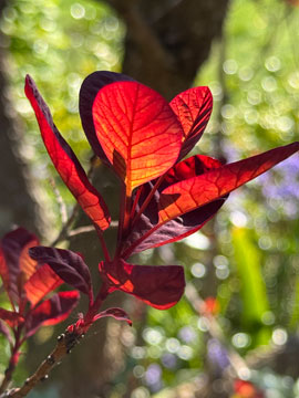 cotinus
