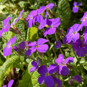 aubretia