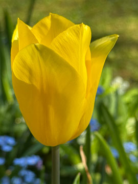 tulip