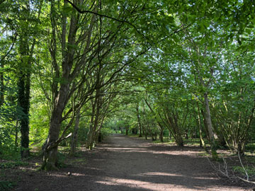woodland walk