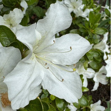 azalea