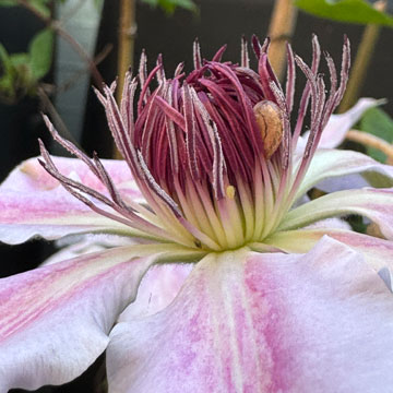 clematis