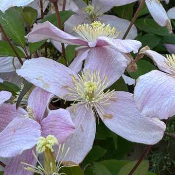 clematis