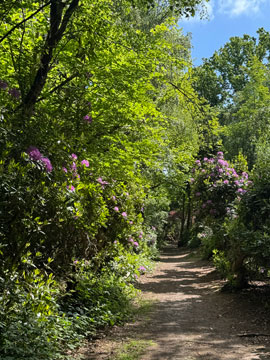 rhododendron walk