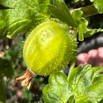 gooseberry