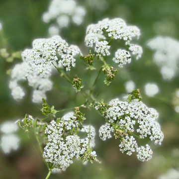 cow parslley