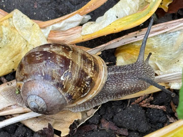 snail