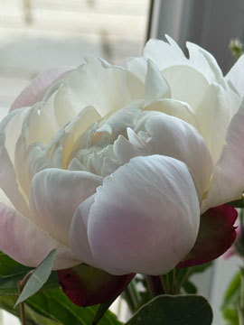 paeony