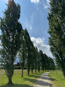 poplars