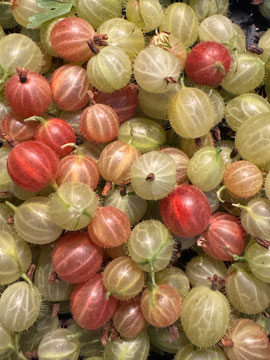 gooseberries