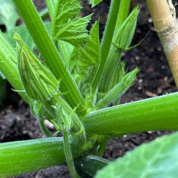 courgettes