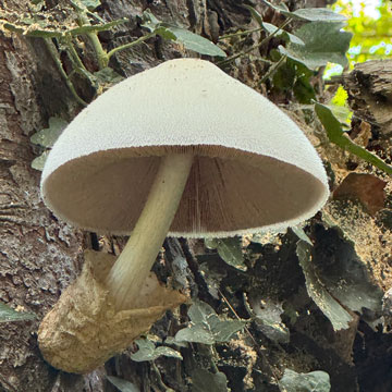 fungus