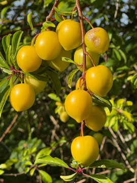 fruit